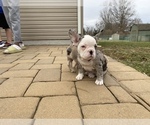 Small Photo #11 French Bulldog Puppy For Sale in KENDALL PARK, NJ, USA