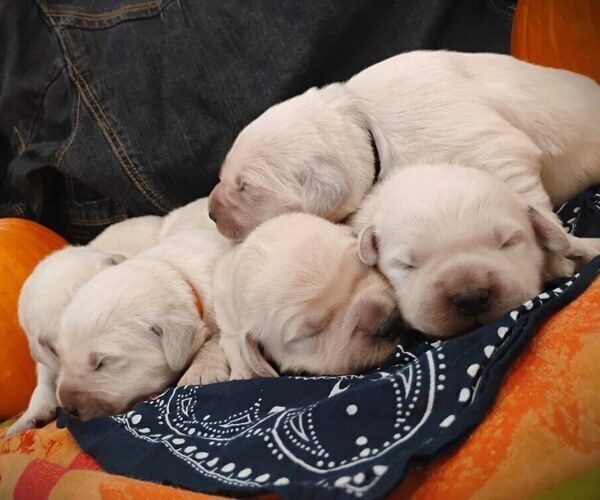 Medium Photo #1 English Cream Golden Retriever Puppy For Sale in SPOKANE, WA, USA