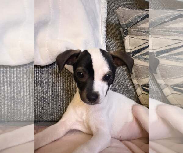 Medium Photo #3 Chihuahua-Unknown Mix Puppy For Sale in Greenville, SC, USA