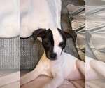Small #2 Chihuahua Mix