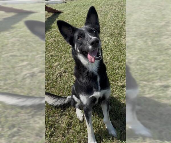 Medium Photo #2 German Shepherd Dog-Unknown Mix Puppy For Sale in Rosenberg, TX, USA