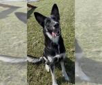 Small Photo #2 German Shepherd Dog-Unknown Mix Puppy For Sale in Rosenberg, TX, USA