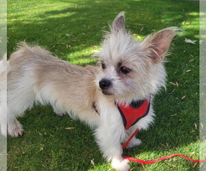 Yoda - Male Shih Tzu-Unknown Mix Dog for Adoption - Photo #11