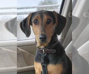 Doberman Pinscher-Unknown Mix Dogs for adoption in Aurora, IN, USA