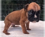 Small #1 Boxer