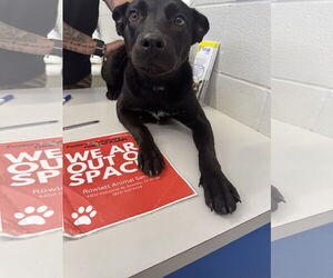Mutt Dogs for adoption in Rowlett, TX, USA
