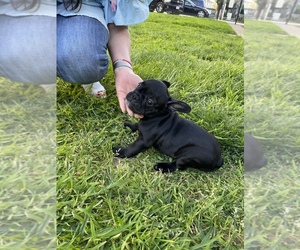 French Bulldog Puppy for sale in CARMICHAEL, CA, USA