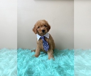 Goldendoodle (Miniature) Puppy for sale in ORLANDO, FL, USA