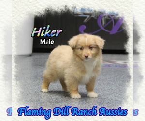 Miniature Australian Shepherd Puppy for sale in FORESTBURG, TX, USA
