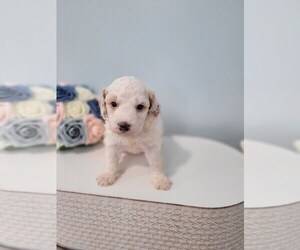Bernedoodle-Miniature Bernedoodle Mix Puppy for sale in LAKE CITY, FL, USA