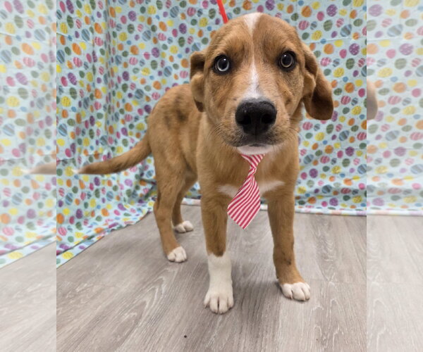 Medium Photo #4 Anatolian Shepherd-Australian Shepherd Mix Puppy For Sale in Attalka, AL, USA