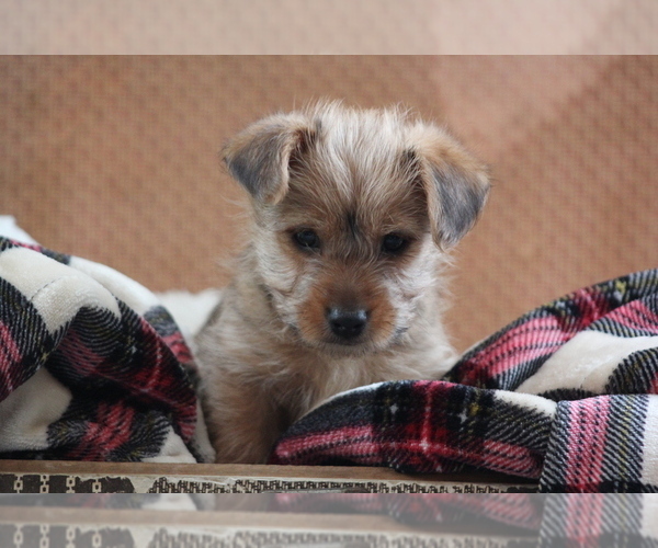 Medium Photo #4 Morkie Puppy For Sale in LUDLOW, MO, USA