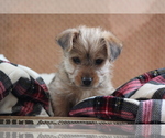 Small Photo #4 Morkie Puppy For Sale in LUDLOW, MO, USA
