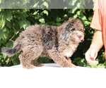 Small #3 Bernedoodle (Miniature) (+ Poodle Miniature)