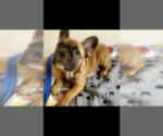 Small Photo #2 French Bulldog Puppy For Sale in POMONA, CA, USA
