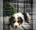 Puppy Pepsi Australian Shepherd