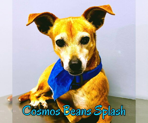 Medium Photo #12 Chiweenie Puppy For Sale in San Antonio, TX, USA