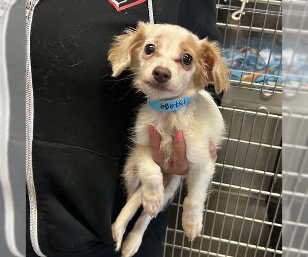 Medium Photo #2 Chihuahua-Colonial Cocker Spaniel Mix Puppy For Sale in Corona, CA, USA