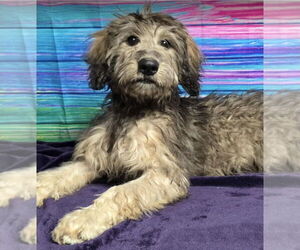 Irish Wolfhound-Unknown Mix Dogs for adoption in Lakewood, CO, USA
