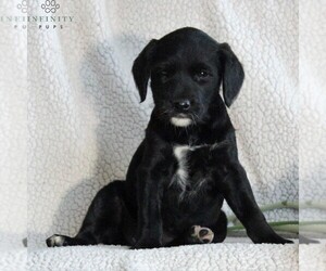 German Shorthaired Pointer-Poodle (Miniature) Mix Puppy for sale in NARVON, PA, USA