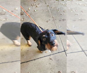 Dachshund Dogs for adoption in Oak Bluffs, MA, USA