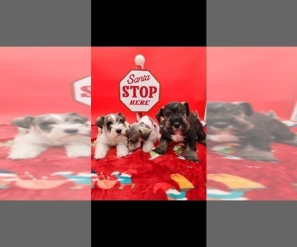 Medium Photo #2 Schnauzer (Miniature) Puppy For Sale in SAN BERNARDINO, CA, USA