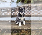 Small #1 Pomsky