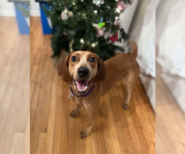 Medium Photo #3 Redbone Coonhound-Unknown Mix Puppy For Sale in pomfret, CT, USA
