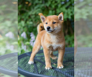 Shiba Inu Puppy for sale in MILWAUKEE, WI, USA