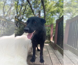 Grey - Female German Shepherd Dog Dog for Adoption - Photo #3