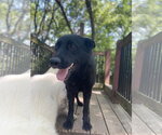 Small Photo #3 German Shepherd Dog Puppy For Sale in Leavenworth, KS, USA