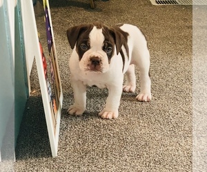 Campeiro Bulldog Puppy for sale in SUNNYSIDE, WA, USA