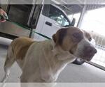 Small Labrador Retriever Mix