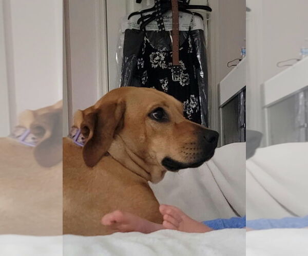 Medium Photo #4 Rhodesian Ridgeback-Unknown Mix Puppy For Sale in Aurora, IN, USA