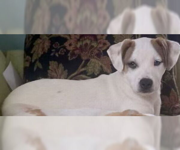 Medium Photo #1 Jack Chi Puppy For Sale in Okolona, MS, USA