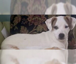 Jack Chi Dogs for adoption in Okolona, MS, USA
