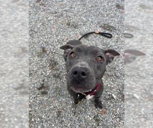 Mutt Dogs for adoption in Palmetto, FL, USA