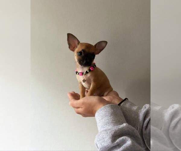 Medium Photo #1 Chihuahua Puppy For Sale in CHESAPEAKE, VA, USA