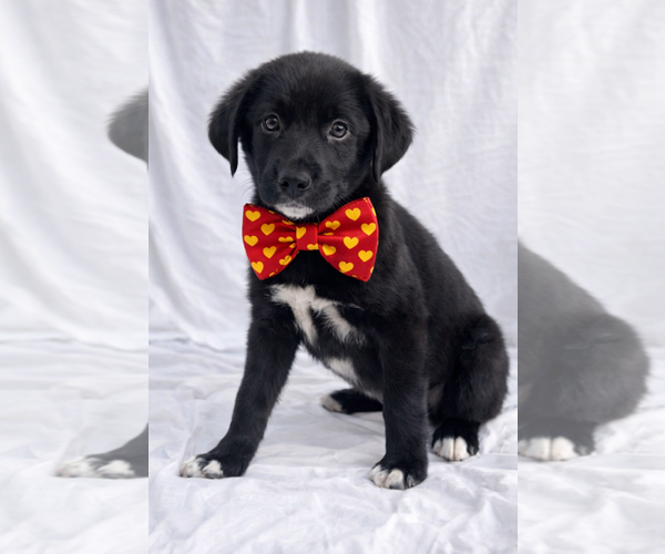Medium Photo #2 Labrador Retriever-Unknown Mix Puppy For Sale in Mt. Laurel, NJ, USA