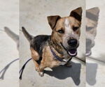 Small #23 American Staffordshire Terrier Mix