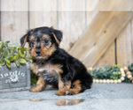 Small #1 Yorkshire Terrier