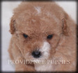 Small Photo #16 Poodle (Miniature) Puppy For Sale in COPPOCK, IA, USA
