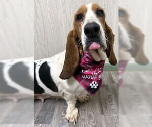 Basset Hound Dogs for adoption in Deepwater, NJ, USA