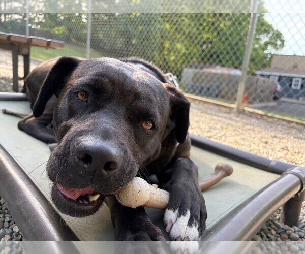 Medium Photo #17 American Staffordshire Terrier-Labrador Retriever Mix Puppy For Sale in Sayreville, NJ, NJ, USA