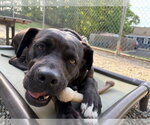 Small #16 American Staffordshire Terrier-Labrador Retriever Mix