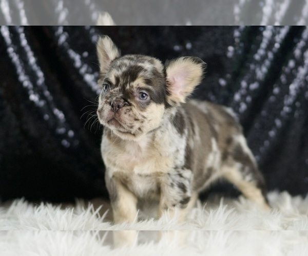Medium Photo #90 French Bulldog Puppy For Sale in WARSAW, IN, USA
