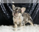 Small Photo #90 French Bulldog Puppy For Sale in WARSAW, IN, USA