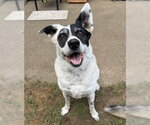 Small Collie Mix