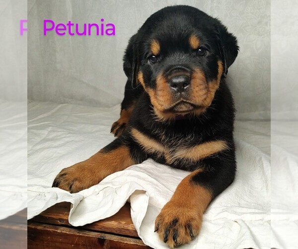 Medium Photo #1 Rottweiler Puppy For Sale in TABLE GROVE, IL, USA