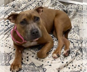 American Staffordshire Terrier-Unknown Mix Dogs for adoption in Fort Lauderdale, FL, USA